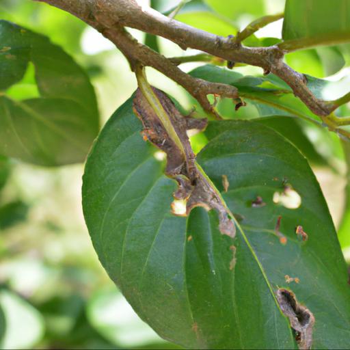 Common problems with syringa meyeri palibin