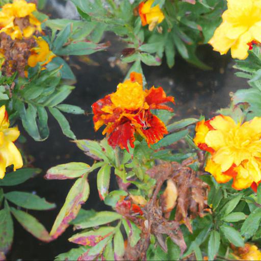 Common problems with tagetes patula bonita mixed (bonita mixed series)