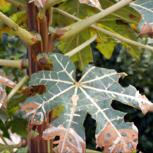 Common problems with tetrapanax papyrifer rex