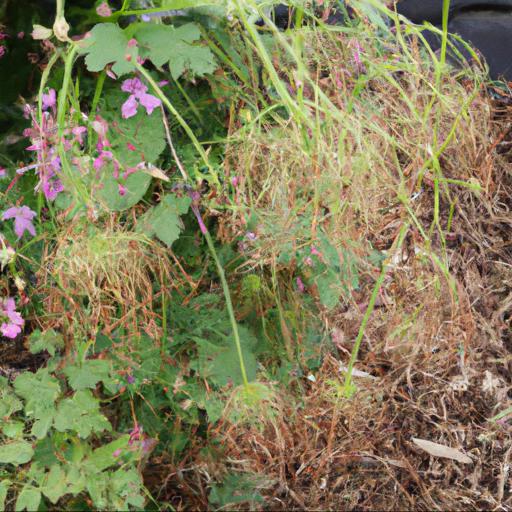 Common problems with thalictrum filamentosum