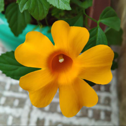 Common problems with thunbergia alata lemon star