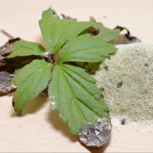 Common problems with tiarella sugar and spice