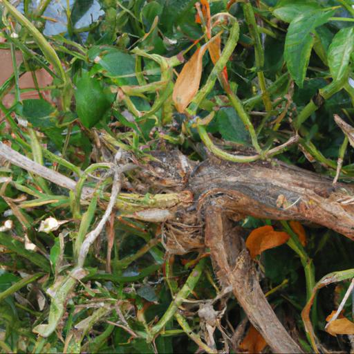 Common problems with trachelospermum jasminoides