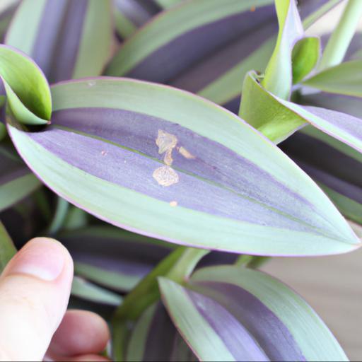 Common problems with tradescantia zebrina