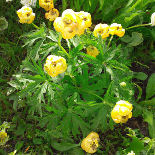 Common problems with trollius x cultorum alabaster