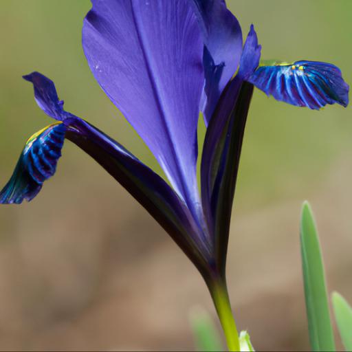 Common species of iridaceae