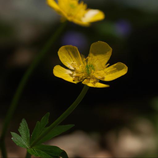 Common species of the buttercup family