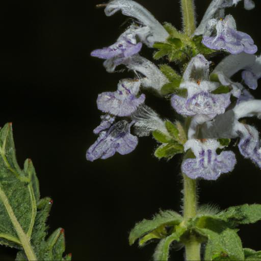 Common species of the lamiaceae plant family