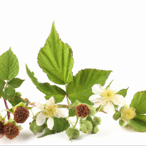 Common uses of rubus biflorus