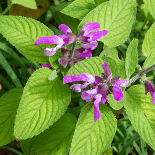 Common uses of salvia silas dyson