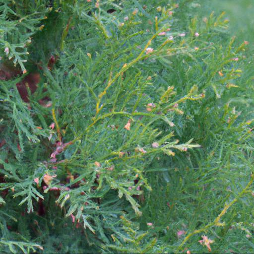 Common uses of thuja occidentalis