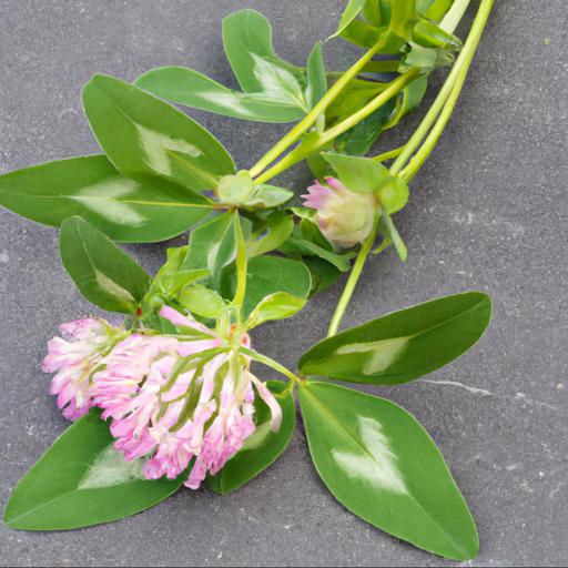 Common uses of trifolium pratense