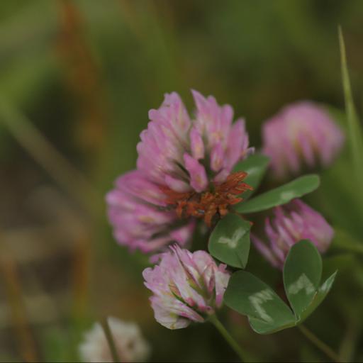 Common uses of trifolium rubens