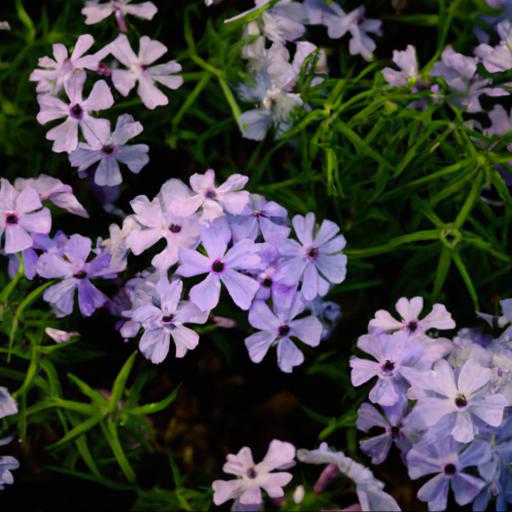 Design ideas for phlox drummondii moody blues