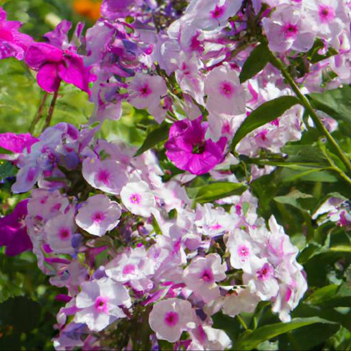 Design ideas for phlox paniculata nora leigh