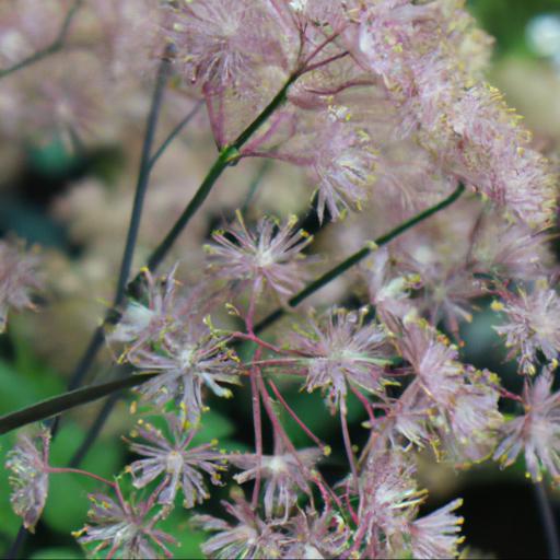 Design ideas for thalictrum delavayi