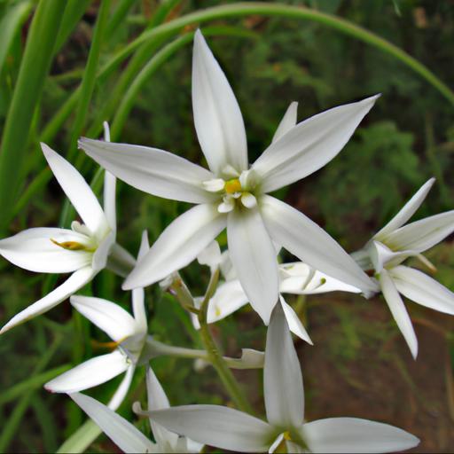 Design ideas for triteleia laxa white cloud