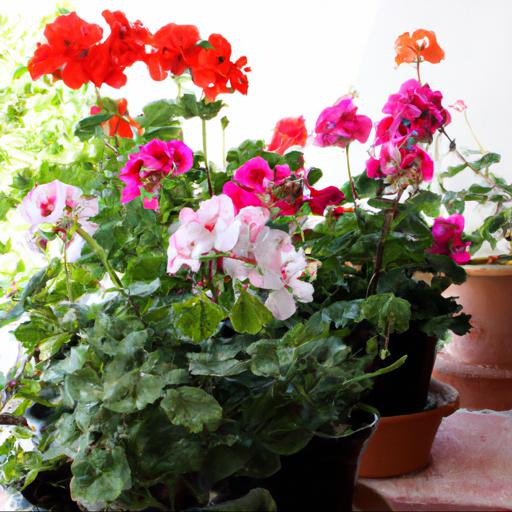 Different types of geraniums (pelargoniums)