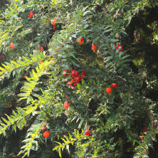 Distribution and habitat of taxus baccata