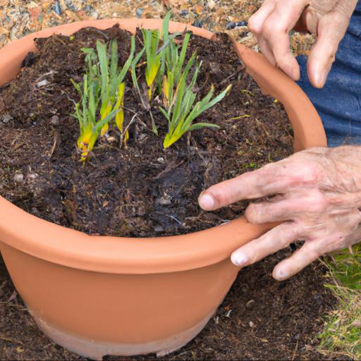 Growing and caring for iridaceae plants