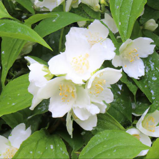 Growing and caring for philadelphus manteau dhermine