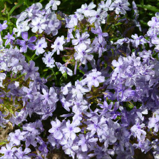 Growing and caring for phlox drummondii moody blues