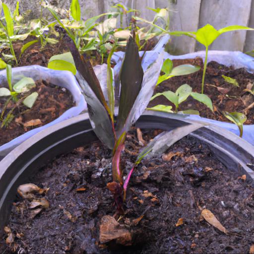 Growing and caring for roscoea purpurea brown peacock