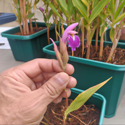 Growing and caring for roscoea x beesiana