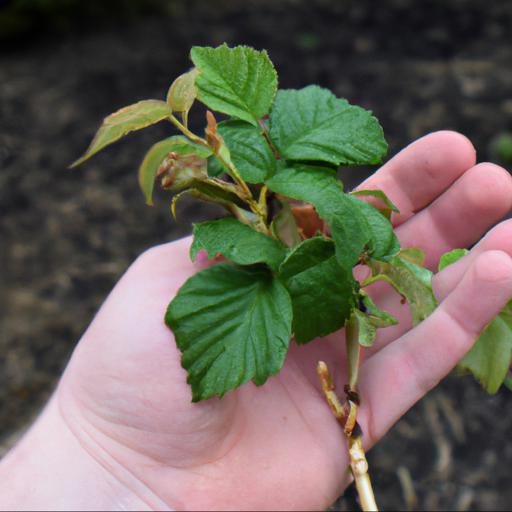 Growing and caring for rubus x loganobaccus