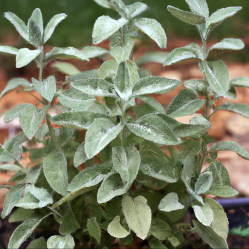 Growing and caring for salvia sclarea var