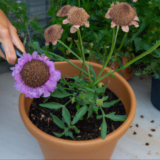 Growing and caring for scabiosa atropurpurea burgundy beau