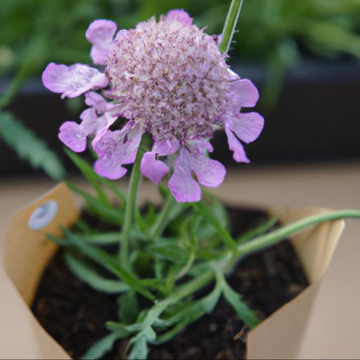 Growing and caring for scabiosa beaujolais bonnets