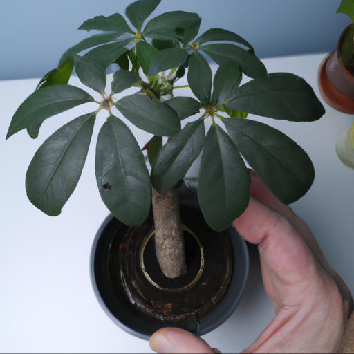 Growing and caring for schefflera brevipedicellata