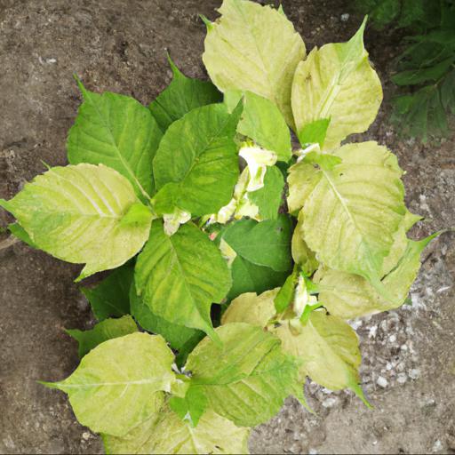 Growing and caring for schizophragma hydrangeoides