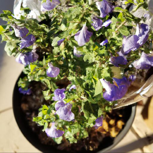 Growing and caring for scutellaria suffrutescens texas rose