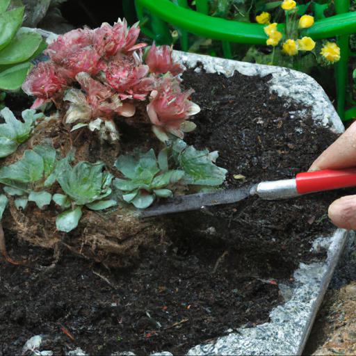 Growing and caring for sempervivum calcareum