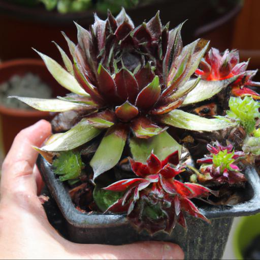 Growing and caring for sempervivum gay jester