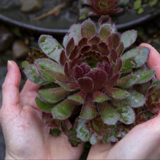 Growing and caring for sempervivum purple dazzler