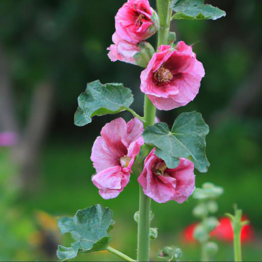 Growing and caring for sidalcea rose queen