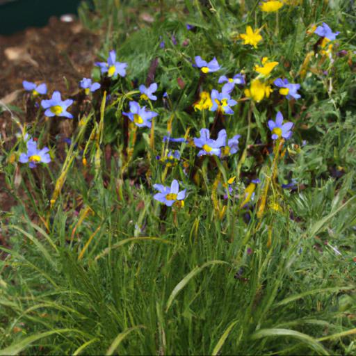 Growing and caring for sisyrinchium quaint and queer