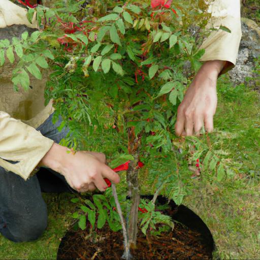 Growing and caring for sorbus aucuparia