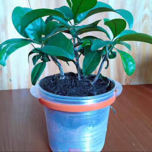 Growing and caring for stephanotis floribunda