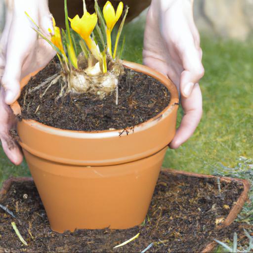 Growing and caring for sternbergia lutea