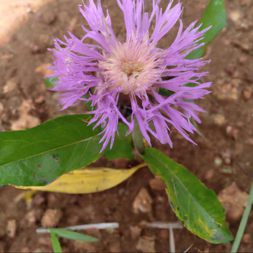 Growing and caring for stokesia laevis klaus jelitto