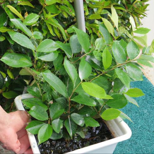 Growing and caring for styrax japonicus