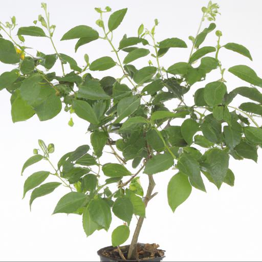 Growing and caring for styrax obassia