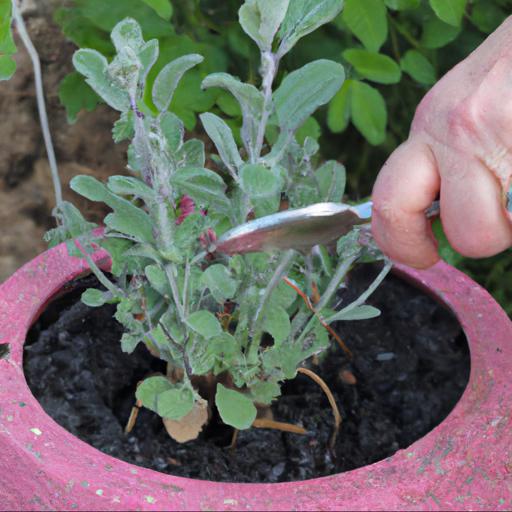 Growing and caring for teucrium scorodonia