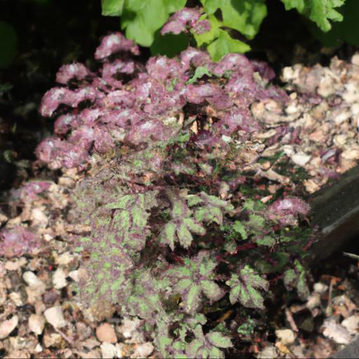 Growing and caring for thalictrum delavayi