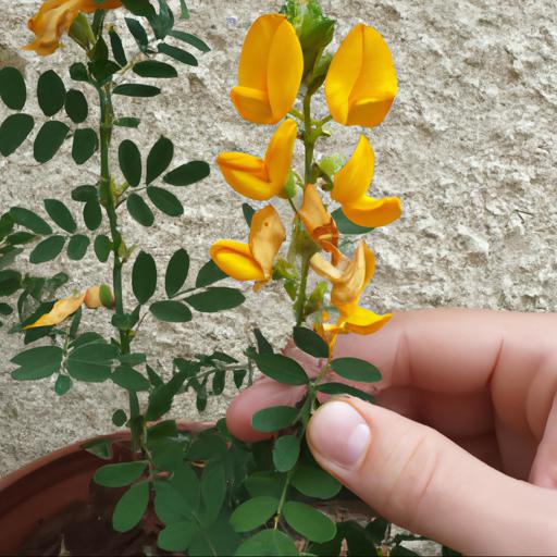 Growing and caring for thermopsis rhombifolia var