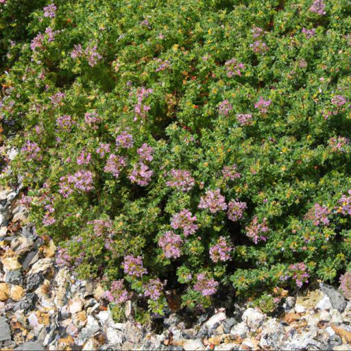 Growing and caring for thymus nitidus peter davis